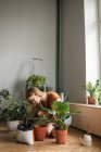 Жінка п'є грунт в горщик на колінах в оточенні рослин вдома — стокове фото
