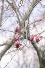 Uma magnólia árvore de perto na primavera. — Fotografia de Stock