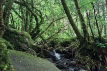 Fluxo de água pura que flui no meio de uma floresta irlandesa — Fotografia de Stock