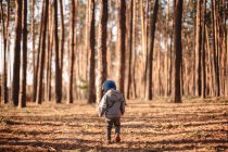 Vista trasera del niño caminando en el bosque durante el día soleado en otoño - foto de stock