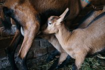 Ziegenbaby trinkt Milch von Mutter Nahaufnahme. — Stockfoto