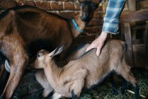 Дитяча коричнева коза п'є молоко від матері — стокове фото