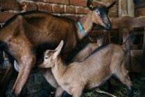 Дитяча коза п'є молоко від матері . — стокове фото