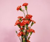 Hermosas flores sobre fondo rosa - foto de stock