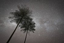 Estrellas con palmeras, sueño de verano. - foto de stock