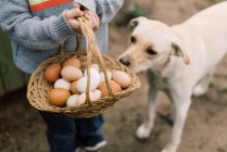Menino segurando uma cesta de ovos frescos da fazenda e seu cão curioso. — Fotografia de Stock