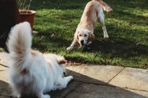 Dois cães em pose de cachorro para baixo pedindo para jogar — Fotografia de Stock