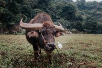 Um tiro de perto de um búfalo em pé no prado — Fotografia de Stock