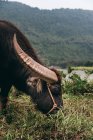 Крупный план буйвола, стоящего на лугу — стоковое фото