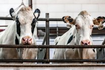 Fazenda leiteira em Wisconsin, vacas no celeiro — Fotografia de Stock