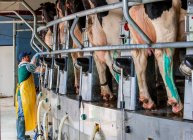 Ферма молочних ферм у Вісконсіні з коровами на автоматизованій доїлці. — стокове фото