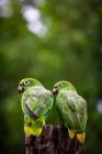 Amazone à petites écailles (Amazona mercenaria) oiseaux — Photo de stock