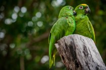Amazone à petites écailles (Amazona mercenaria) oiseaux — Photo de stock