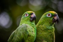 Птахи Амазонки (Амазонка меркарія) — стокове фото