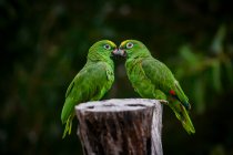 Pássaros da amazônia-nuca-escamosa (Amazona mercenaria) — Fotografia de Stock