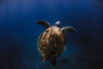 Sea turtle in the water on nature background — Stock Photo
