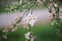Bellissimi fiori bianchi in giardino sullo sfondo, da vicino — Foto stock