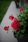 Schöne Blumen im Garten im Hintergrund, Nahaufnahme — Stockfoto