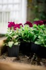 Belles fleurs dans des pots dans le jardin sur le fond, gros plan — Photo de stock