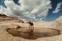 Perro y hermosa vista de las montañas en el desierto - foto de stock
