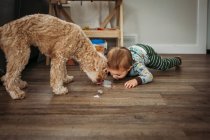 Tout-petit garçon et chien léchant le lait renversé sur le sol en bois — Photo de stock