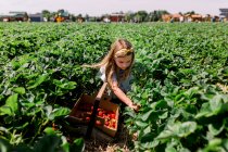 Kleines Mädchen pflückt Erdbeeren auf einem Feld. — Stockfoto