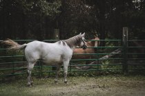 Красивий білий кінь на майданчику — стокове фото