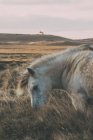 Кінь з горами фону — стокове фото