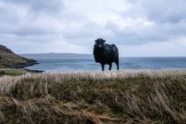 Nero agnello carino guardando la fotocamera mentre in piedi sulla costa ripida — Foto stock