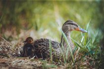 Une mère canard et son canard partagent un moment intime l'un avec l'autre tout en étant couché dans l'herbe un après-midi de printemps. — Photo de stock