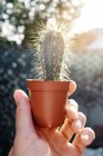 Cactus en la mano en el exterior, primer plano - foto de stock