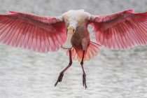 A roseeate spoonbill coming in for a landing. — Stock Photo