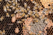 Cônes de reine abeille en nid d'abeille — Photo de stock