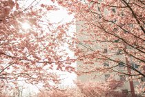 Schöne rosa Sakura-Blüten im Garten — Stockfoto
