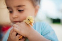 Little girl holding a baby duck. — Stock Photo