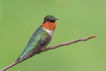 Un Hummnigbird dalla gola rubino appollaiato su un ramo — Foto stock