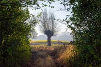Un bel arbre solo se détachant au milieu du champ — Photo de stock