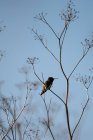 Un colibrí se sienta en una rama - foto de stock