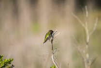 Un colibrí se sienta en una rama - foto de stock