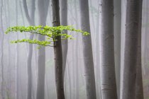 Foresta di faggio nebbiosa nella regione di Turiec, Slovacchia — Foto stock