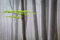 Bosque de haya brumoso en la región de Turiec, Eslovaquia - foto de stock