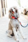 Um cão poodle bonito no fundo de uma rua da cidade — Fotografia de Stock