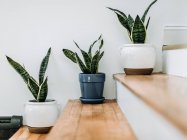 Plantes vertes dans des pots sur un fond blanc — Photo de stock