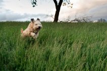 Милая собака в парке на фоне природы — стоковое фото