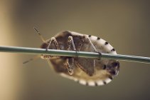 Macro foto de insecto en el fondo de la naturaleza - foto de stock