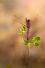 Macro foto di insetto sullo sfondo della natura — Foto stock