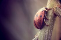 Ladybug on a green leaf on nature background — Stock Photo