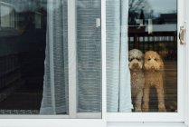 Dogs at backdoor looking out — Stock Photo