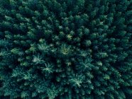 Veduta aerea sopraelevata delle cime degli alberi in super ricco colore verde scuro girato in Germania HQ — Foto stock