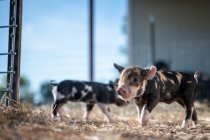 Brown, black and white piglets playing — Stock Photo